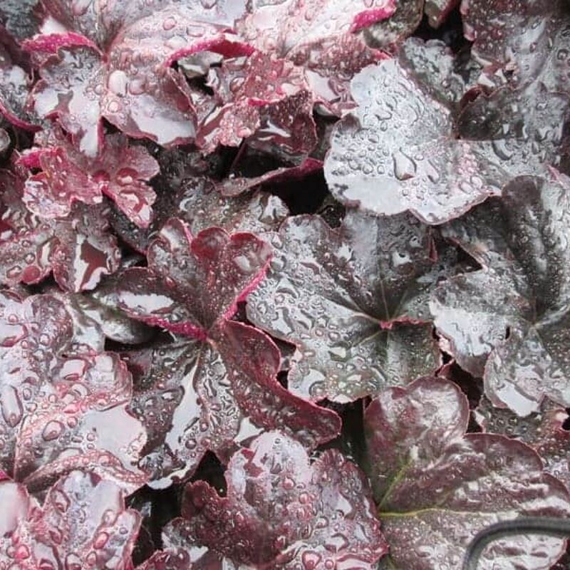 Heuchera 'Obsidian'PBR ---